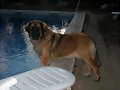 Dahlia, 20 meses