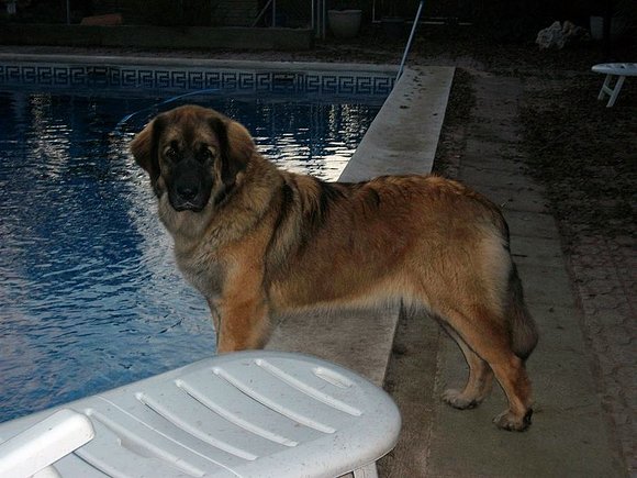 Dahlia, 20 meses