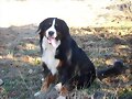 Bruno, 2.5 a&ntilde;os
