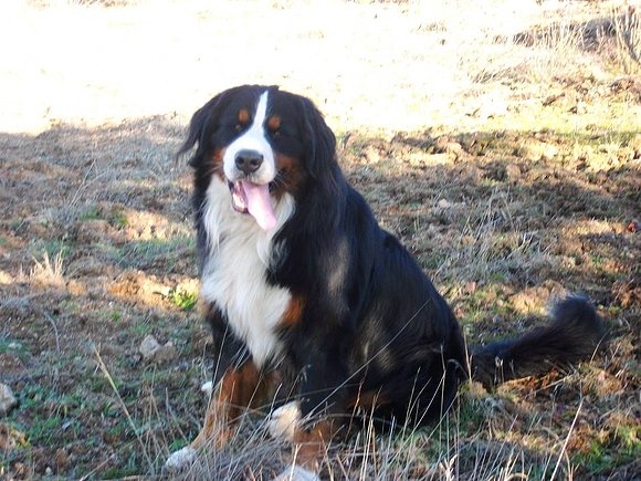 Bruno, 2.5 años