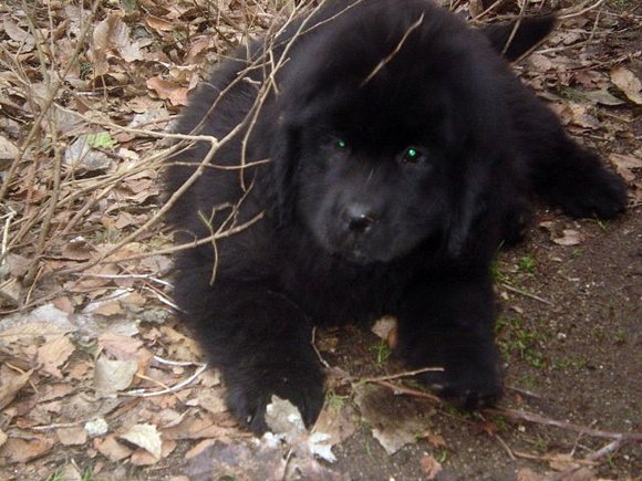 Ginger con 12 semanas