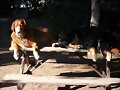 Pluto y Cora en su puesto de mando
