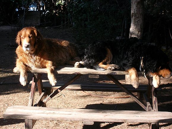 Pluto y Cora en su puesto de mando