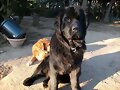 Ginger, 14 meses