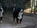 Buki (Jara y Bruno detr&aacute;s)