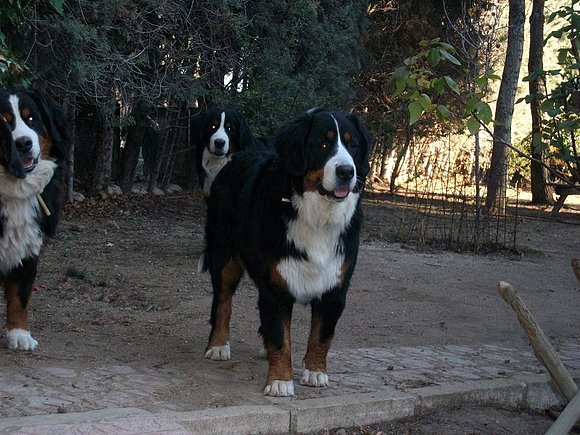 Buki (Jara y Bruno detrás)