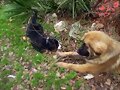 Buki conociendo a Dahlia