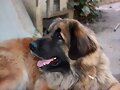 Dahlia 24 meses