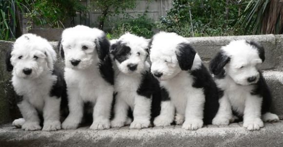 Perritos XD