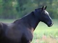 Beauty Horse