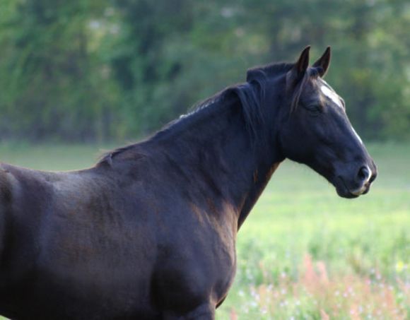 Beauty Horse