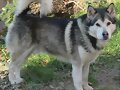 Alaskan Malamute