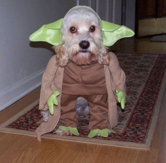 NUESTRO MESTRO YODA DE LAS GERRAS DE LAS GALAXIAS