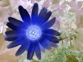 flor. ,