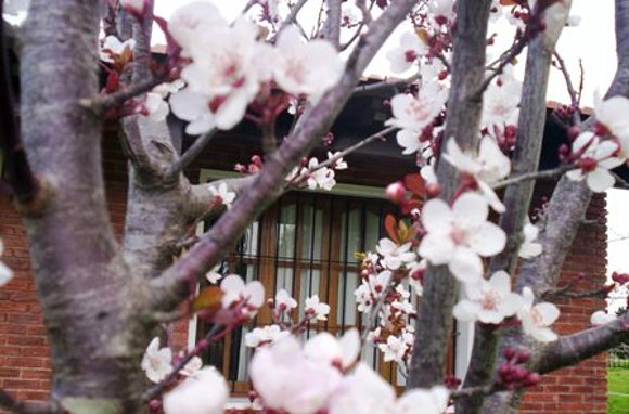 el ciruelo del jardìn