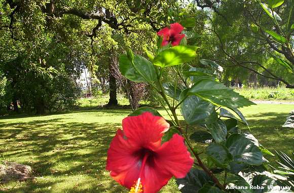 HIBISCO