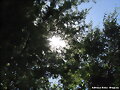 sol entre el espinillo..