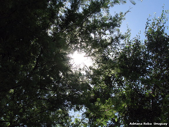 sol entre el espinillo..