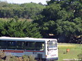 pasa el omnibus local