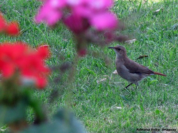el hornero en el jardìn