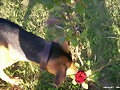 OLIVIA Y LA ROSA