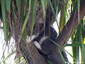 mima escondida en la palmera