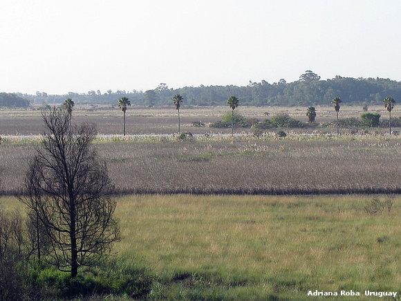 humedales del RIO SANTA LUCIA