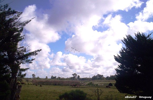 pàjaros volando