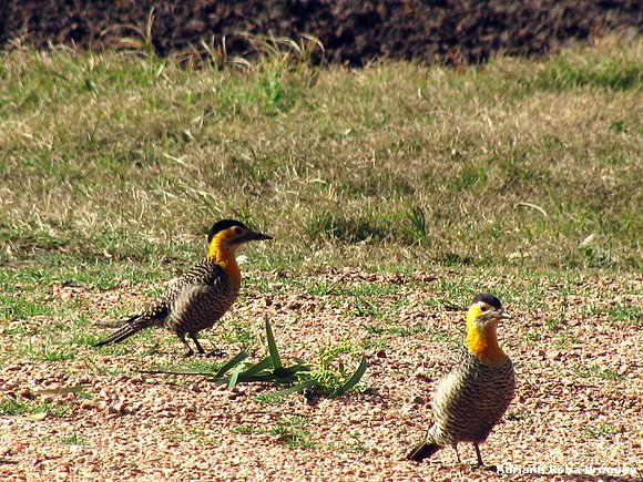 pàjaros carpinteros.