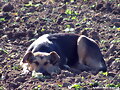 mi taka al sol