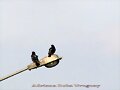palomas sobre el alumbrado