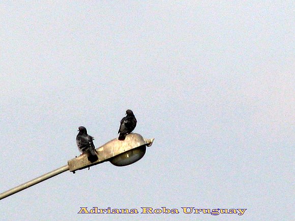 palomas sobre el alumbrado