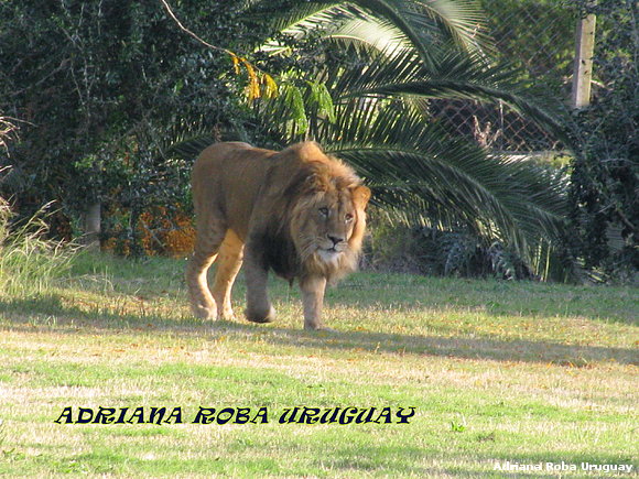 EL LEÒN DEL PARQUE LECOQ