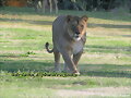 leona del parque lecoq