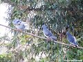 tres palomas