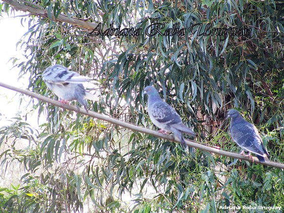 tres palomas