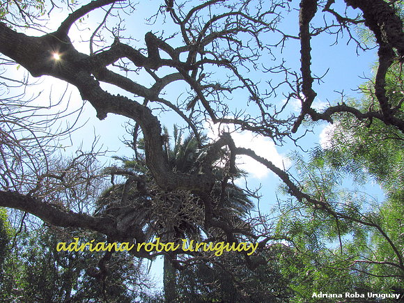 ombù, palmera y enacahuitas