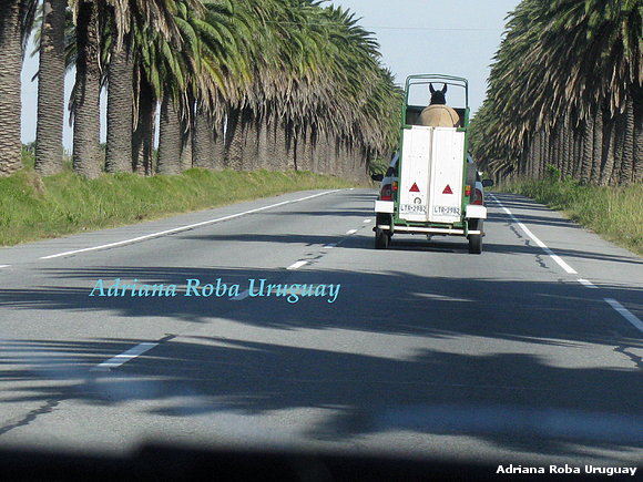 ruta 1 rumbo a Colonia