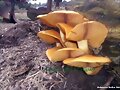 hongos de eucaliptus