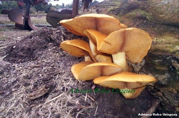 hongos de eucaliptus