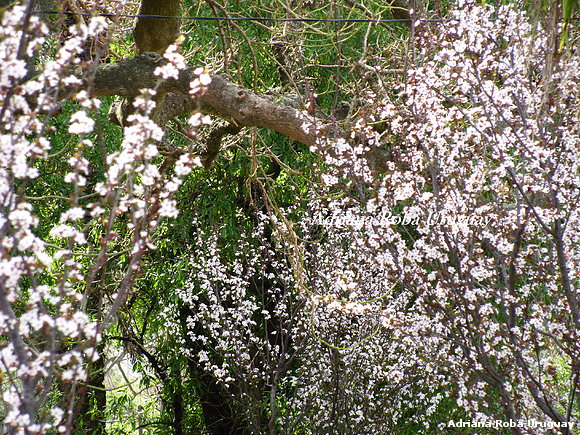 ciruelos del jardìn