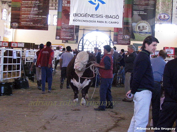 toro raza  hereford
