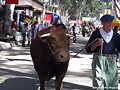 paseando por la rural
