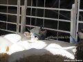haciendo una siestecita....