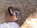 cabrita en la rural