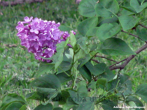 FLOR DE LILA