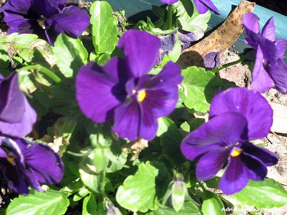 A VIOLEMIVI