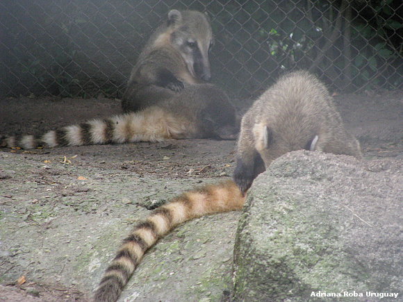COATIES