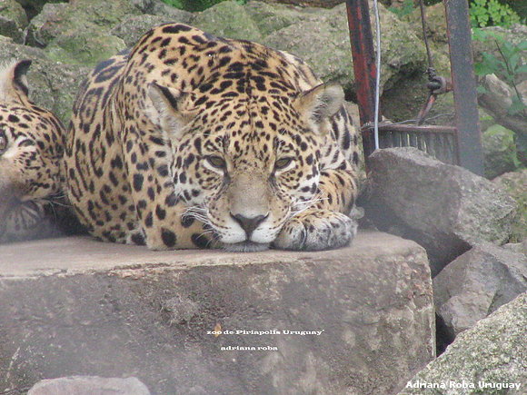 FAUNA AUTOCTONA EN RESERVA NACIONAL