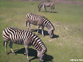 CEBRAS DEL PARQUE LECOQ